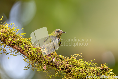 Image of Bird Shining honeycreeper female, Cyanerpes lucidus. La Fortuna, Volcano Arenal, Costa Rica Wildlife