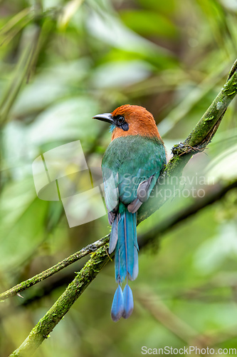 Image of Broad-billed motmot - Electron platyrhynchum, La Fortuna, Volcano Arenal, Costa Rica Wildlife