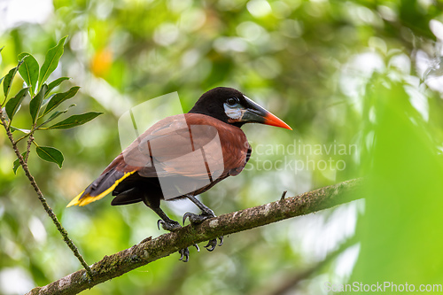 Image of Montezuma Oropendola - Psarocolius montezuma, La Fortuna, Volcano Arenal, Costa Rica Wildlife