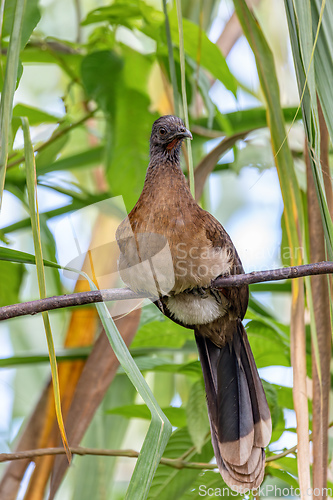 Image of Bird Grey-headed chachalaca (Ortalis cinereiceps). La Fortuna, Volcano Arenal, Costa Rica Wildlife