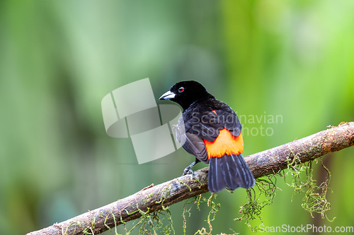 Image of Scarlet-rumped tanager tanager, Ramphocelus passerinii. La Fortuna, Volcano Arenal, Costa Rica Wildlife