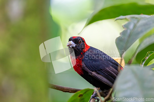 Image of Scarlet-rumped tanager tanager, Ramphocelus passerinii. La Fortuna, Volcano Arenal, Costa Rica Wildlife
