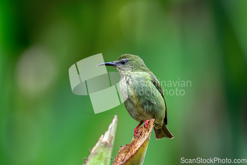 Image of Red-legged honeycreeper female, La Fortuna, Volcano Arenal, Costa Rica Wildlife