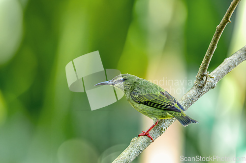 Image of Red-legged honeycreeper female, La Fortuna, Volcano Arenal, Costa Rica Wildlife