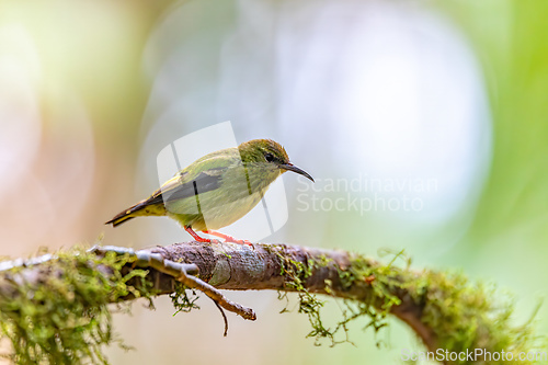 Image of Red-legged honeycreeper female, La Fortuna, Volcano Arenal, Costa Rica Wildlife