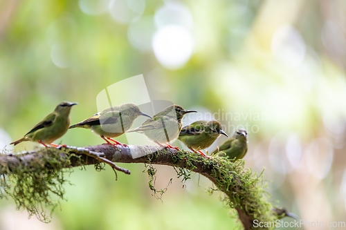 Image of Red-legged honeycreeper female, La Fortuna, Volcano Arenal, Costa Rica Wildlife