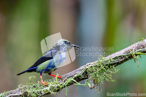 Image of Red-legged honeycreeper Juvenile , Cyanerpes cyaneus, La Fortuna, Volcano Arenal, Costa Rica Wildlife
