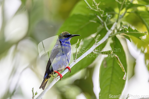 Image of Red-legged honeycreeper Juvenile , Cyanerpes cyaneus, La Fortuna, Volcano Arenal, Costa Rica Wildlife