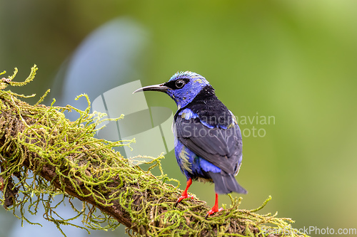 Image of Red-legged honeycreeper male, Cyanerpes cyaneus, La Fortuna, Volcano Arenal, Costa Rica Wildlife