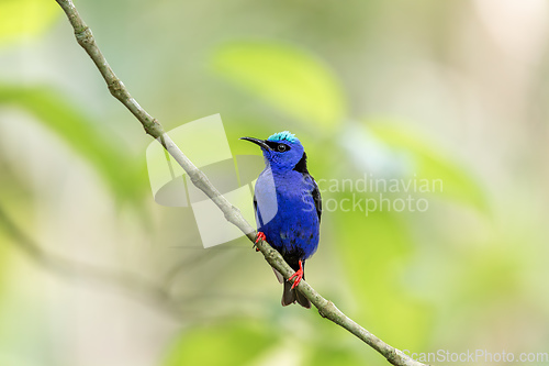 Image of Red-legged honeycreeper male, Cyanerpes cyaneus, La Fortuna, Volcano Arenal, Costa Rica Wildlife