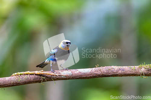 Image of Golden-hooded tanager, Stilpnia larvata, La Fortuna, La Fortuna, Volcano Arenal, Costa Rica Wildlife