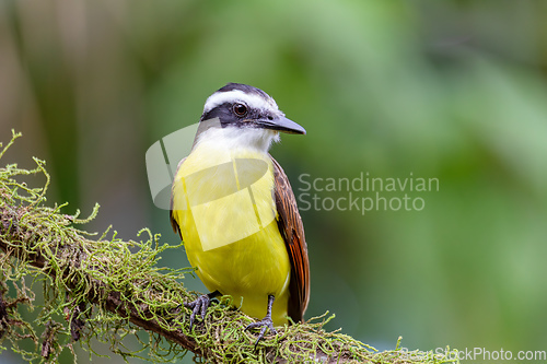 Image of Great kiskadee, Pitangus sulphuratus, La Fortuna, Volcano Arenal, Costa Rica Wildlife