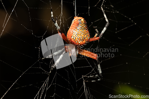 Image of Araneus iviei, the tropical orb weaver spider, Tortuguero, Costa Rica wildlife.