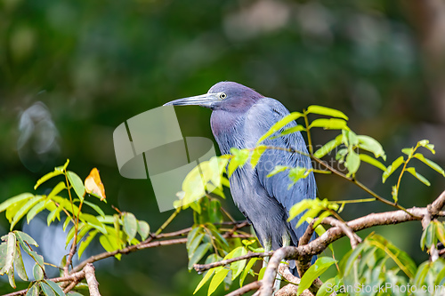 Image of Little blue heron - Egretta caerulea, Tortuguero. Wildlife and birdwatching in Costa Rica.