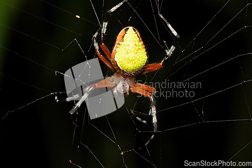 Image of Eriophora nephiloides, the tropical orb weaver spider, Tortuguero, Costa Rica wildlife.