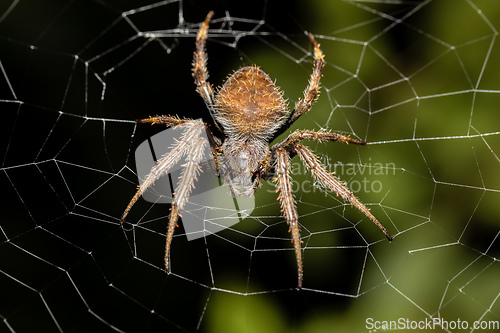 Image of Eriophora ravilla, the tropical orb weaver spider, Tortuguero, Costa Rica wildlife.