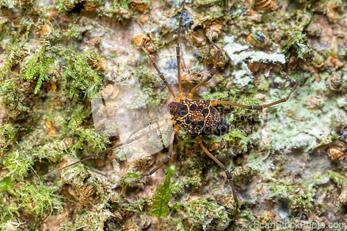 Image of Eucynortula albipunctata, species of arachnids. Tortuguero, Costa Rica wildlife.