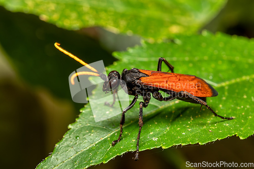 Image of Hemipepsis ustulata is a species of tarantula hawk wasp. Monte Verde, Santa Elena, Costa Rica wildlife.