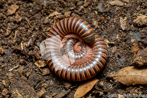 Image of Huge Spirobolid millipede. Monte Verde, Santa Elena, Costa Rica wildlife.