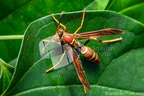 Image of Polistes instabilis known as paper wasp . Monte Verde, Santa Elena, Costa Rica wildlife.