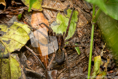 Image of Wandering spiders from family ctenidae.