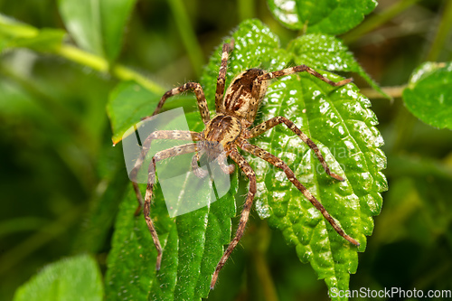 Image of Probably Lycosoidea sp spiders. Monte Verde, Santa Elena, Costa Rica wildlife.