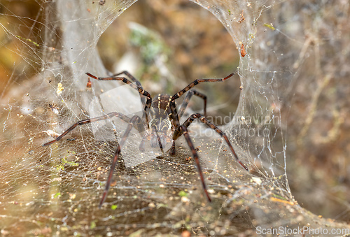 Image of Probably Lycosoidea sp spiders. Monte Verde, Santa Elena, Costa Rica wildlife.