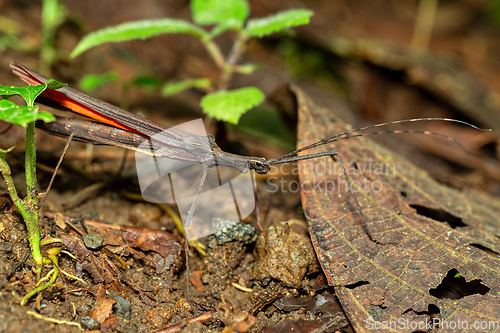 Image of Pseudophasma, Pseudophasmatidae is a family of stick insect. Volcano Arenal, La Fortuna Costa Rica wildlife.