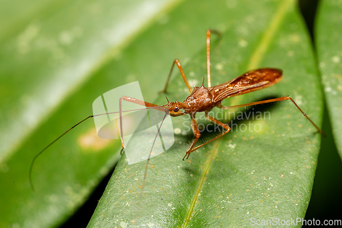 Image of Reduviidae, true assassin bug. Refugio de Vida Silvestre Cano Negro, Costa Rica wildlife.