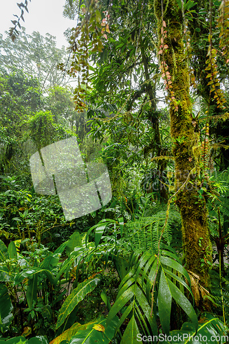 Image of Dense Tropical Rain Forest, Santa Elena, Costa rica