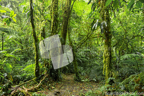 Image of Dense Tropical Rain Forest, Santa Elena, Costa rica