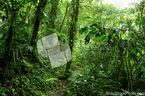 Image of Dense Tropical Rain Forest, Santa Elena, Costa rica