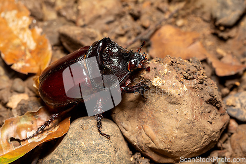 Image of Strategus aloeus, rhinoceros beetle, Carara National Park, Costa Rica