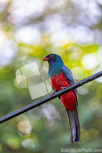 Image of Slaty-tailed trogon, Trogon massena, passerine bird in Tortuguero, Wildlife and birdwatching in Costa Rica.