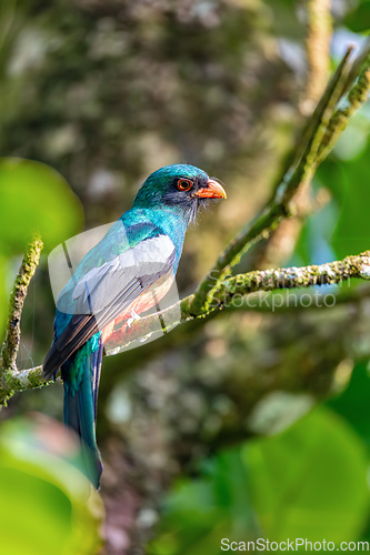 Image of Slaty-tailed trogon, Trogon massena, passerine bird in Tortuguero, Wildlife and birdwatching in Costa Rica.