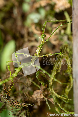 Image of Trychopeplus laciniatus, species of stick insects, mossy animal. Monte Verde, Santa Elena, Costa Rica wildlife.