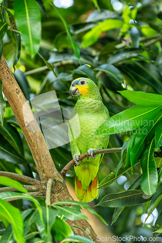 Image of Orange-winged amazon (Amazona amazonica), Malagana, Bolivar, Wildlife and birdwatching in Colombia