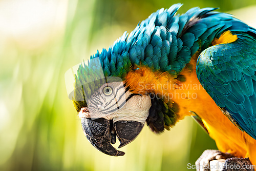 Image of Blue-and-yellow macaw (Ara ararauna), Malagana, Bolivar department. Wildlife and birdwatching in Colombia