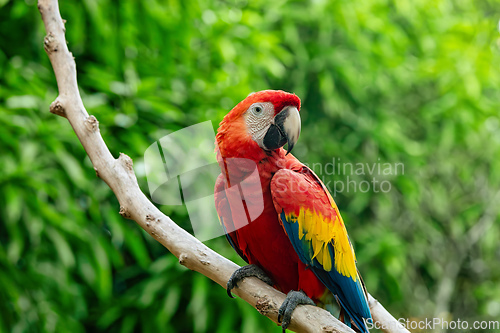 Image of Blue-and-yellow macaw (Ara ararauna), Malagana, Bolivar department. Wildlife and birdwatching in Colombia