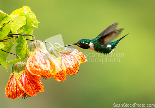 Image of White-bellied woodstar (Chaetocercus mulsant) hummingbird. Valle Del Cocora, Quindio. Wildlife and birdwatching in Colombia.