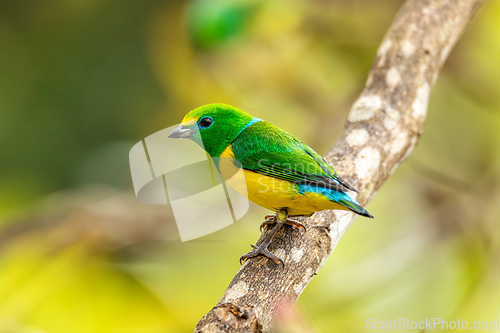 Image of Blue-naped chlorophonia (Chlorophonia cyanea), Minca, Sierra Nevada, Magdalena department. Wildlife and birdwatching in Colombia