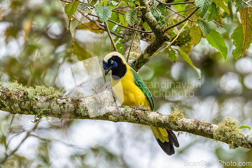 Image of Inca jay or querrequerre (Cyanocorax yncas), Valle Del Cocora, Quindio Department. Wildlife and birdwatching in Colombia