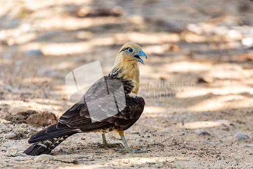 Image of Yellow-headed caracara (Milvago chimachima), Cesar department, Wildlife and birdwatching in Colombia