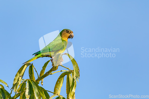 Image of Brown-throated parakeet (Eupsittula pertinax), Bolivar department. Wildlife and birdwatching in Colombia