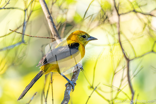 Image of Yellow oriole (Icterus nigrogularis), Minca, Sierra Nevada, Magdalena department. Wildlife and birdwatching in Colombia