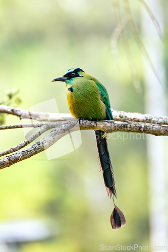 Image of Andean motmot or highland motmot (Momotus aequatorialis). Valle Del Cocora, Quindio. Wildlife and birdwatching in Colombia.
