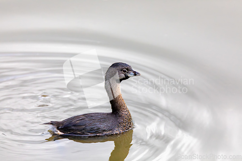 Image of Pied-billed grebe (Podilymbus podiceps), Ecoparque Sabana, Cundinamarca department. Wildlife and birdwatching in Colombia.