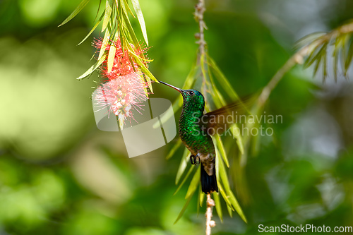 Image of Indigo-capped hummingbird (Saucerottia cyanifrons). Barichara, Santander department. Wildlife and birdwatching in Colombia