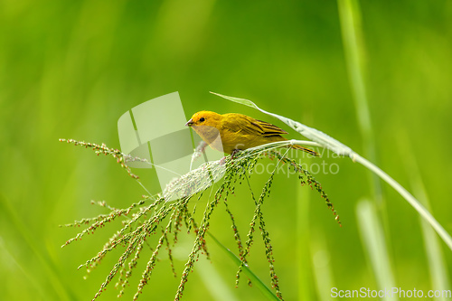 Image of Bird Saffron finch (Sicalis flaveola). Santander department. Wildlife and birdwatching in Colombia