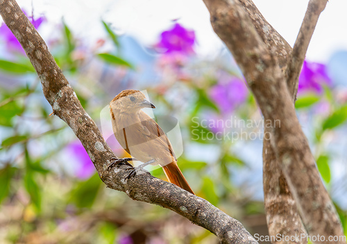 Image of White-lined tanager (Tachyphonus rufus) female, Minca, Sierra Nevada de Santa Marta. Wildlife and birdwatching in Colombia.